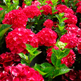 thumbnail image 6 of Red Hydrangea Live Shrubs, Hardy Flowering Shrub, Vibrant Red Blooms, 6 of 6
