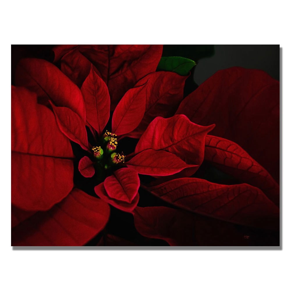 Trademark Fine Art "Poinsettia" Canvas Wall Art by Lois Bryan