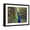 Black Frame, variant on Art.com A Peacock Spreads its Feathers at the Alipore Zoo Photographic Print, 16" x 12"
