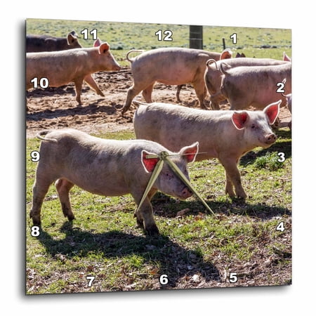 3drose, Italy, Sardinia, Gavoi. Group of Pigs Playing in the Mud at a Farm., 10x10 Wall Clock