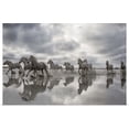 thumbnail image 1 of Great BIG Canvas | Rolled Scott Stulberg Poster Print entitled The White Horses of the Camargue running in the water in the South of France, 1 of 4