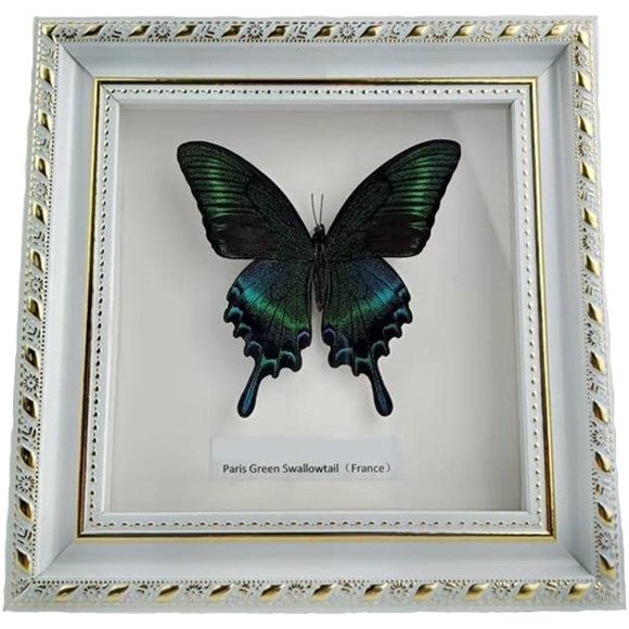 Cadre Queue d'Hirondelle Alpine Noire Décoration Murale Papillon Encadré Magnifique Papillons de Taxirmie Uniques Cadre de Décoration Maison Papilio Maackii Cadeaux d'Anniversaire