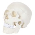 Anatomy Lab 3-Part Life-Size Human Skull Model with Removable Cap and ...