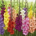 thumbnail image 1 of AMPOULES À FLEURS TASC - GLADIOLUS - MÉLANGE POUR TOUJOURS PAR COULEUR (10 AMPOULES), 1 of 1