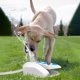 thumbnail image 3 of Perro al aire libre fuente de agua perro rociador perro pata beber paso en fuente perro juguete para beber 2 modos de pulverización 66in manguera de agua, 3 of 8