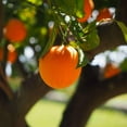 thumbnail image 5 of Bio-flavonoids & Rose Hips 8oz., 5 of 7