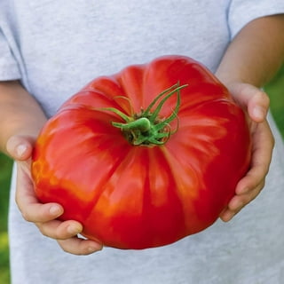 Rainbow Mix Beefsteak Tomato Seeds