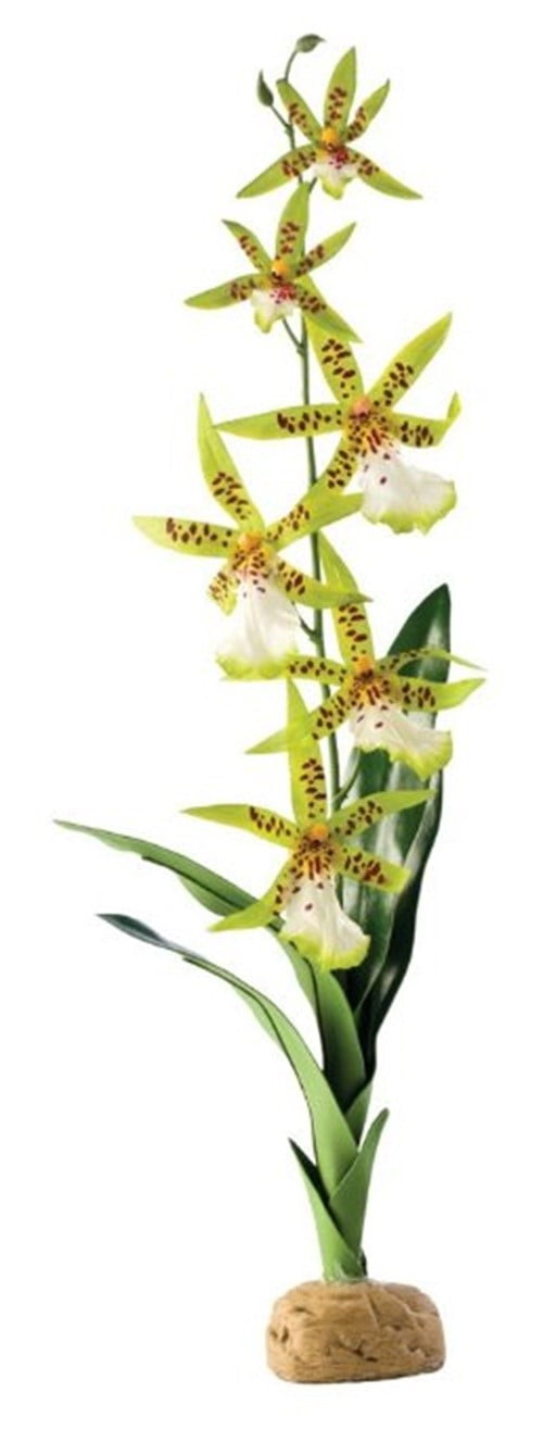 Exo Terra Spider White Green Terrarium Plant