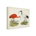 thumbnail image 2 of Unknown 'Antique Waterbirds II' Canvas Art, 2 of 3