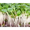 thumbnail image 2 of Nature Jims Radish Sprout Seeds - 16Oz Organic Sprouting Seeds - Non-GMO Premium Radish Seeds - Resealable Bag for Longer Freshness - Rich in Vitamins, Minerals, Fiber, 2 of 3