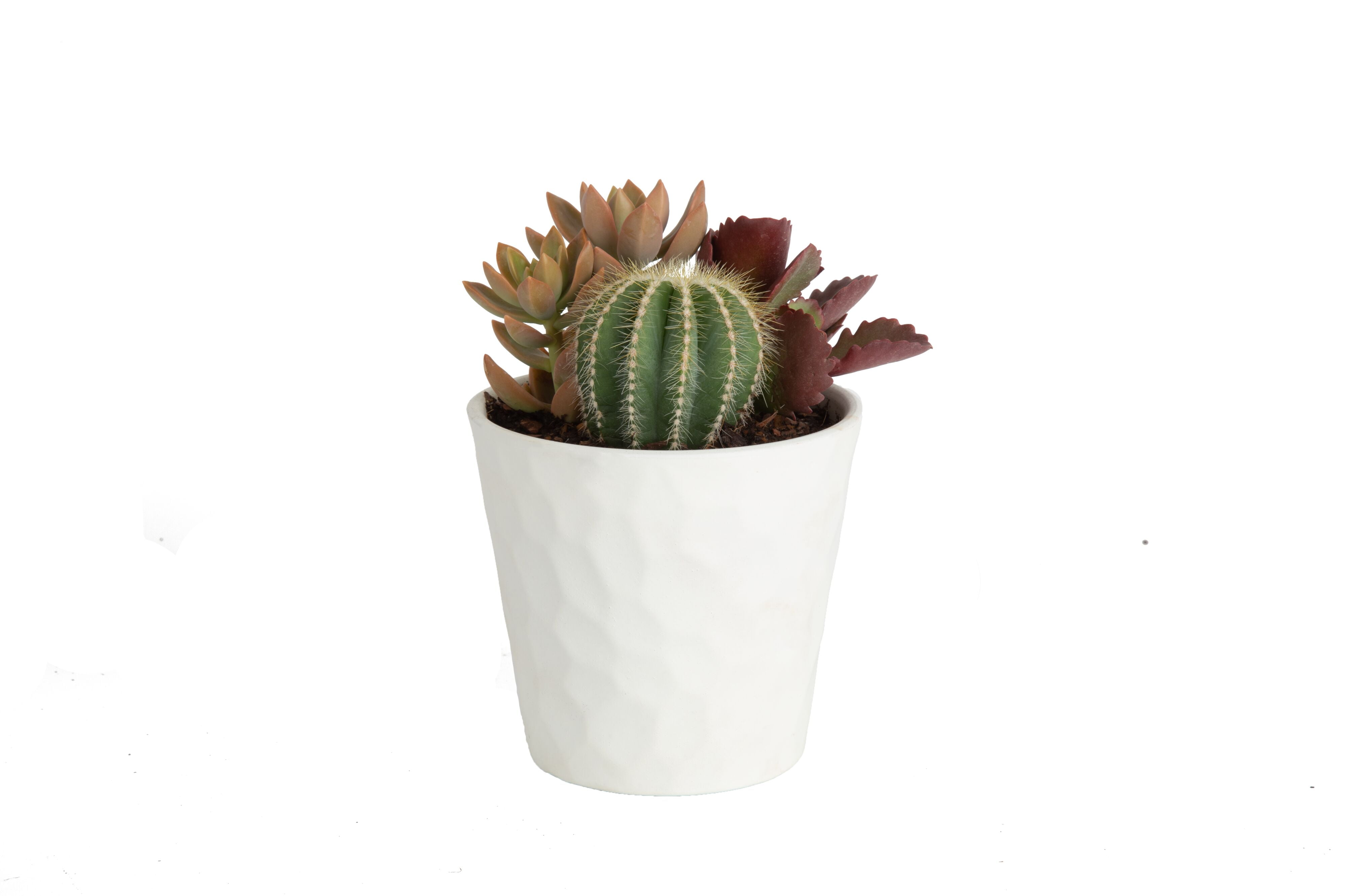 Costa Farms Desert Escape Live Indoor 4.8in Cacti Succulent Plant Garden in Ceramic