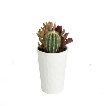 Costa Farms Desert Escape Live Indoor 4.8in Cacti Succulent  Garden in Ceramic