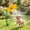 Yellow, variant on Crazy Daisy Sprinkler, 2026 New Crazy Dancing Flower Water Sprinkler, Funny 360° Rotating Sun Flower Dancing Water Sprinkler Irrigation Tool for Lawn Garden Yard Watering Dogs Kids Playing (Yellow)