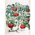 thumbnail image 2 of Besler, Basilius 19x24 Gold Ornate Wood Framed with Double Matting Museum Art Print Titled - Tomato, 2 of 4
