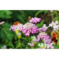thumbnail image 4 of 1000 ROSE CARDINAL CANDYTUFT Iberis Umbellata Flower Seeds, 4 of 11