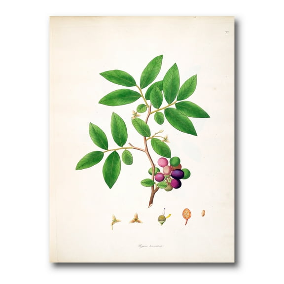 Designart ' Ancient London Plants XI ' Farmhouse Canvas Wall Art Print