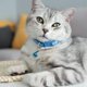 thumbnail image 4 of Para collar de gato Airtag, soporte para collares de gato Breakaway, azul Afortunado Sencillez, 4 of 5