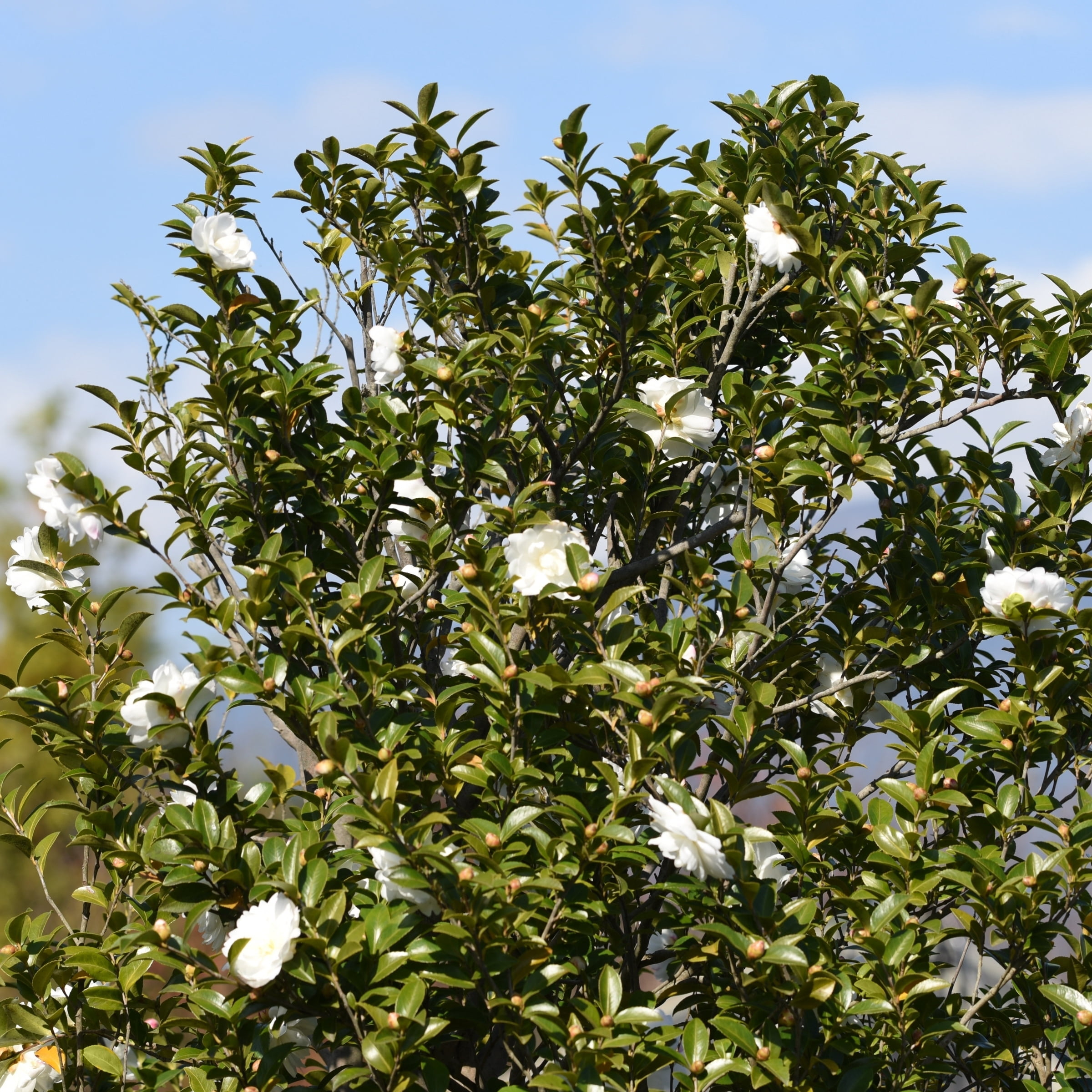 3 gal. Camellia Mine No Yuki Shrub with White Flowers