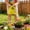Yellow_New#2536, variant on Mini Watering Can for Indoor Plants and Outdoor Garden, Small Metal Watering Pot with Ergonomic Handle and Wide Spout for Houseplants, Flowers, and Vegetables