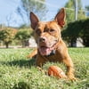 PetSafe, IF-275, Wireless Pet Containment System Receiver Collar