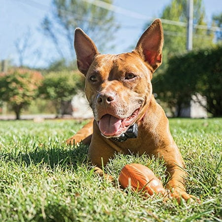 PetSafe, IF-275, Wireless Pet Containment System Receiver Collar