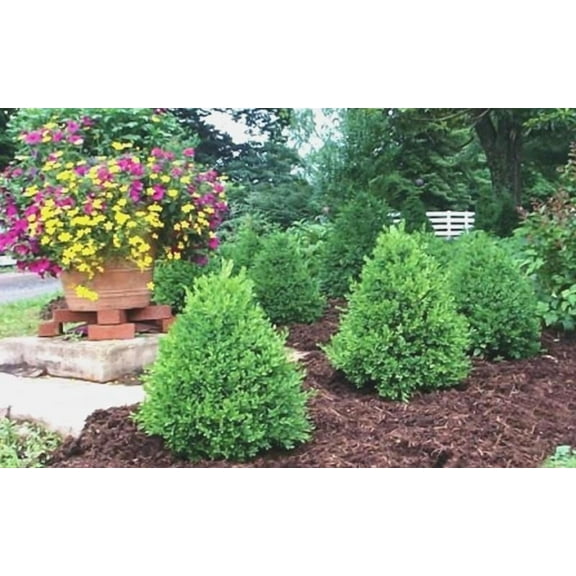 Green Mountain Boxwood-Evergreen Shrub-Versatile for Hedges 3 Gallon