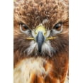thumbnail image 2 of Jones, Adam 11x14 Black Ornate Wood Framed with Double Matting Museum Art Print Titled - Red-tailed hawk-Florida, 2 of 4