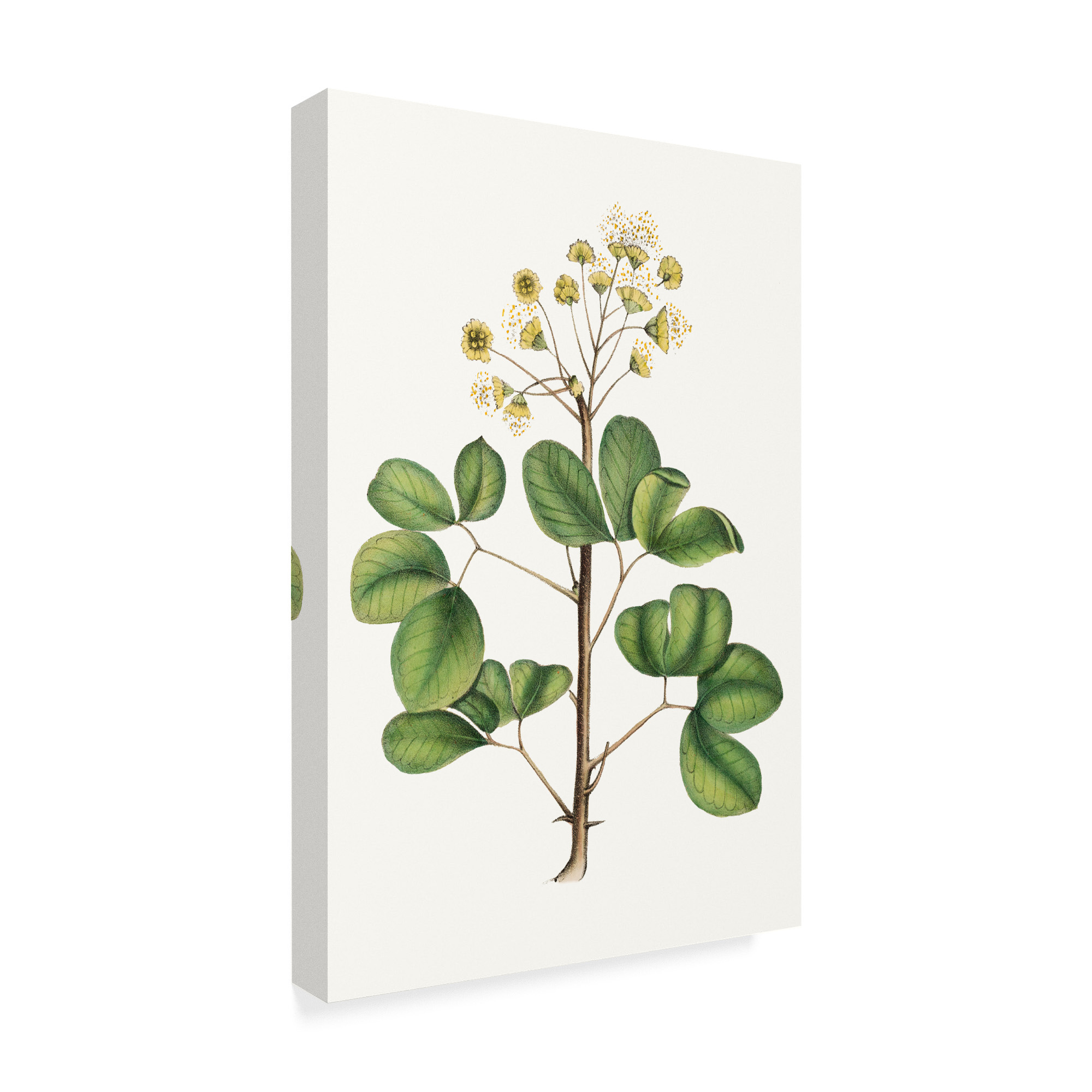 Trademark Fine Art 'Foliage & Blooms IV' Canvas Art by Thomas Nuttall