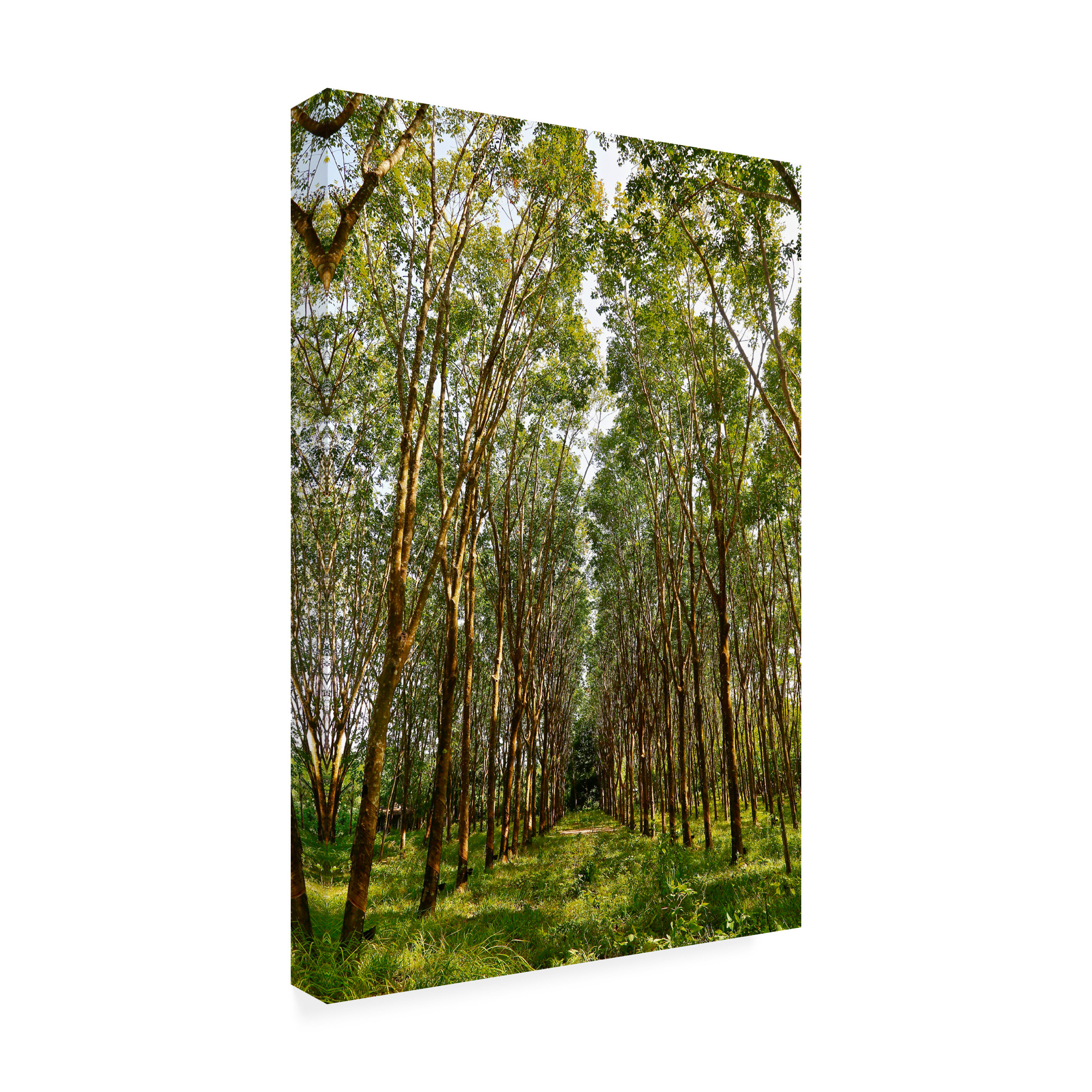 Susan Vizvary Photography 'Through The Trees In Color' Canvas Art