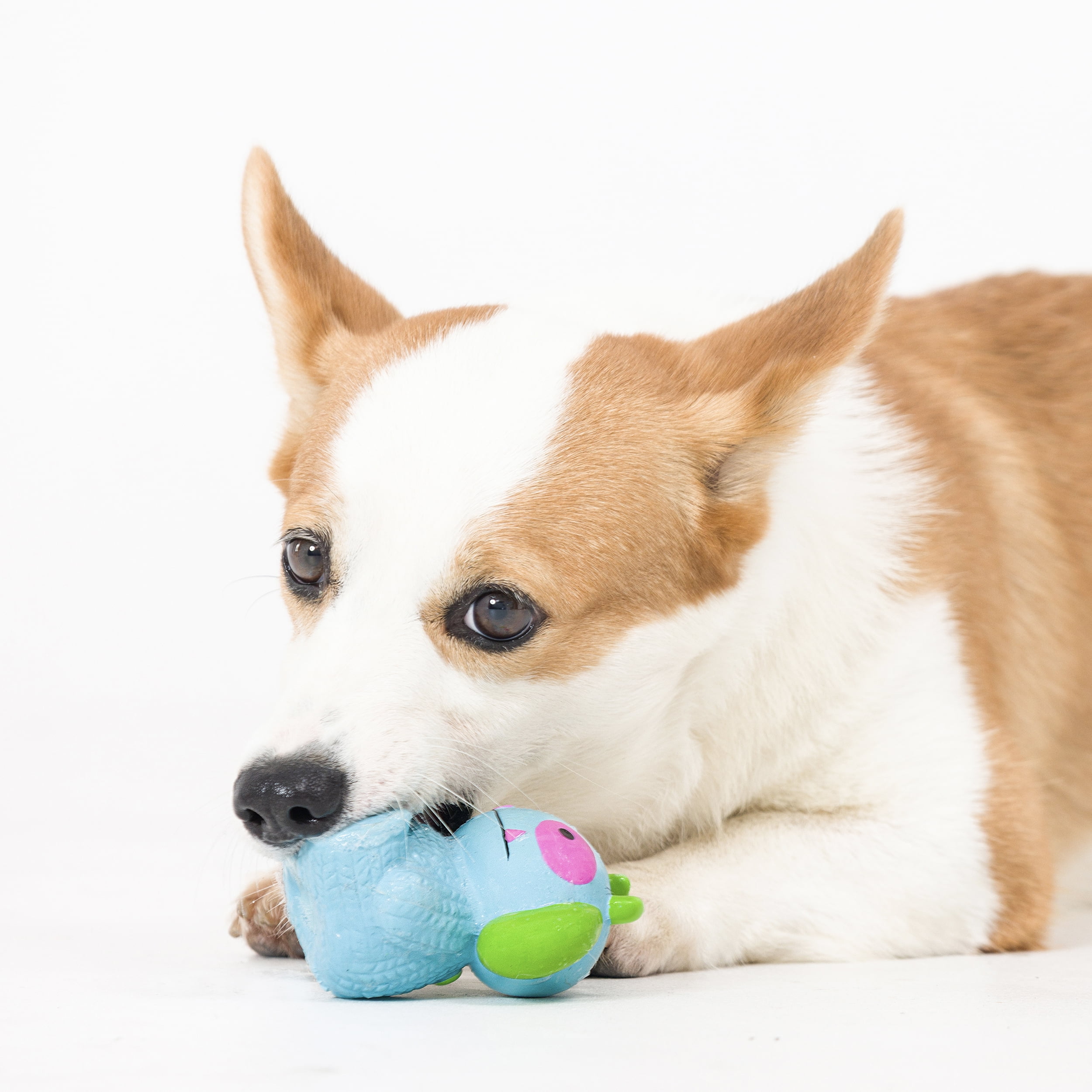 Vibrant Life Playful Buddy Fast Food Dog Toy, Assorted 