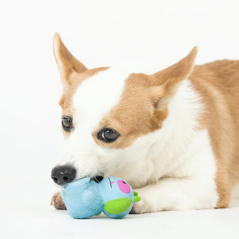 Top Five Dog Toys (High Energy Dogs) 