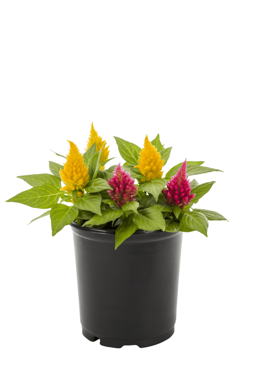 Expert Gardener Celosia Live Annual Plant, 2QT Grower Pot, Multicolor Mix, 3-Pack, Full Sun