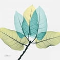 thumbnail image 3 of Koetsier, Albert 12x12 Black Modern Framed Museum Art Print Titled - Ficus Burkey, 3 of 5