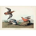 thumbnail image 3 of Audubon, John James 14x11 Black Modern Framed Museum Art Print Titled - Pl 255 Red Phalarope, 3 of 5