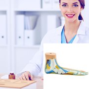 Foot Anatomical Model, Human Anatomical Foot Model, Normal Flat Arched Foot Model with Muscles, Ligaments