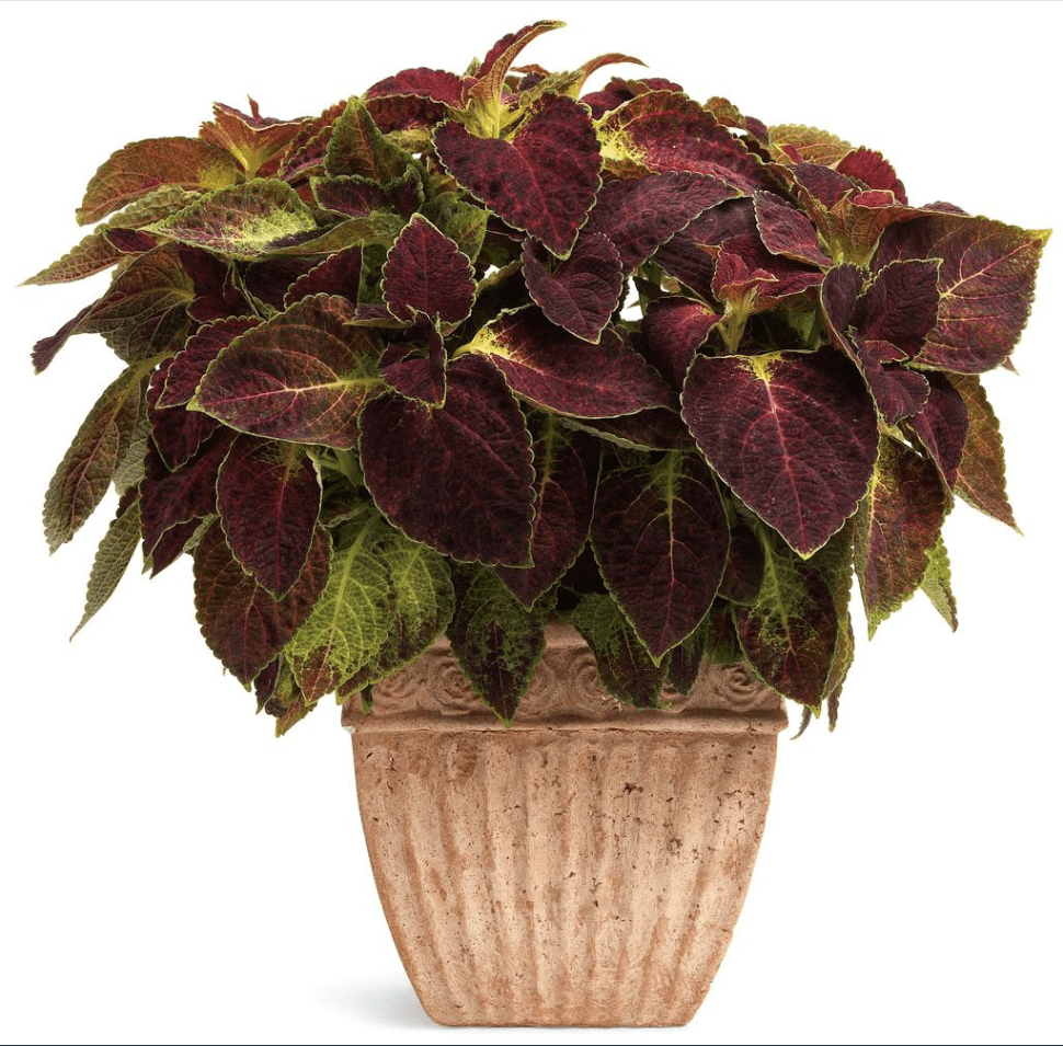 Pack of 3 Dipt In Wine Coleus Live Starter Plant for Planting, Vibrant Magenta Dark Red Foliage, 4-8 Inch Tall, No Ship Pot