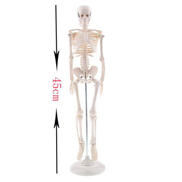 1pc 45cm Human Body Skeleton Model w/ Base Science Learning Tool Supplies 