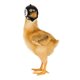 thumbnail image 3 of Muyoka Casco de pollo Casco de seguridad para mascotas Casco de loro divertido Sombrero de pájaro de pollo creativo Casco protector para sombreros de pollo Adecuado para loro Pollos pequeños Patos Muyoka Hogar, 3 of 7
