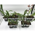 thumbnail image 7 of 5 Live Orchid Plants (Cattleya, Oncidium, Dendrobium, Vanda, and Phalaenopsis ), 7 of 7