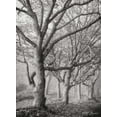 thumbnail image 2 of Vitaly Geyman 4x24 White Modern Wood Framed Wall Art Titled - Tree in the Mist V BandW, 2 of 5