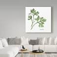 thumbnail image 3 of Trademark Fine Art 'Italian Parsley v2' Canvas Art by Chris Paschke, 3 of 3
