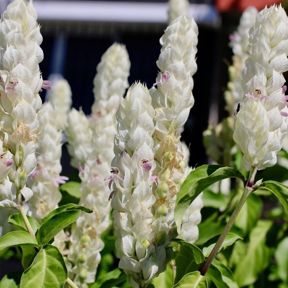White Justicia Carnea Shrimp Plant 4 to 8 Inches Tall, Shrimp Plants for Indoor and Outdoor Gardening