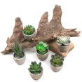 thumbnail image 4 of Kearding 6 UNIDS Mini Plantas Suculentas Artificiales Falsas Plantas Artificiales Adornos de Escritorio de Simulación Durable Realista para Sala de Estar Decoración del hogar Kearding HA035469-00, 4 of 6
