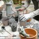 thumbnail image 5 of 2025 Set of 4 Mini Gardening Tools for Plants onions and Garden Plants hk, 5 of 5