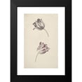 thumbnail image 2 of Jan Jansz. van der Vinne 13x18 Black Modern Framed Museum Art Print Titled - Two White-Red Tulips (1744), 2 of 5