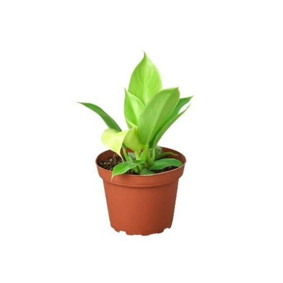 House Plant Dropship 4-PHILODENDRON-MOONLIGHT 4 in. Philodendron Moonlight Pot