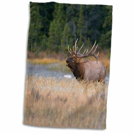 3dRose Canada, Alberta. Rocky Mountain Elk bugles during fall rut. Jasper NP. - Towel, 15 by