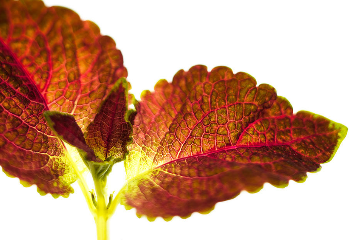 Pack of 3 Dipt In Wine Coleus Live Starter Plant for Planting, Vibrant Magenta Dark Red Foliage, 4-8 Inch Tall, No Ship Pot