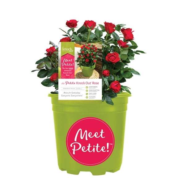The Knock Out® Family of Roses 'The Petite Knock Out® Rose' Live Shrub in 6-Quart Grower Pot