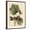 Brown Frame, variant on Art.com Petite Dragonflies I Art Print by Vision Studio, 12" x 16"